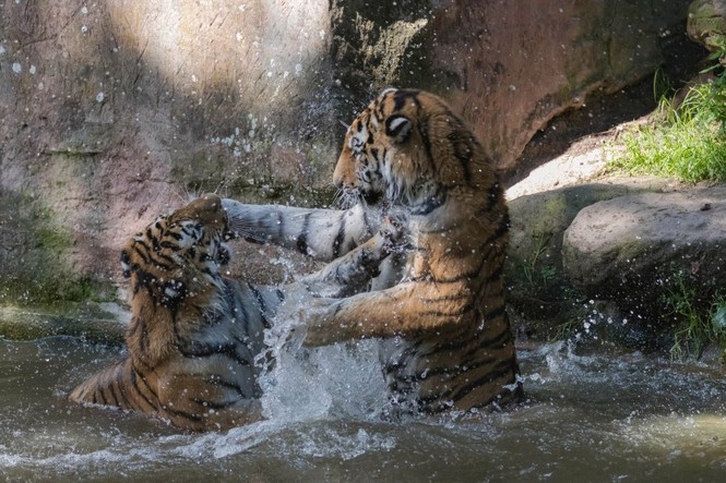 Mãn nhãn với “trận đấu boxing” giữa 2 chú hổ - ảnh 7