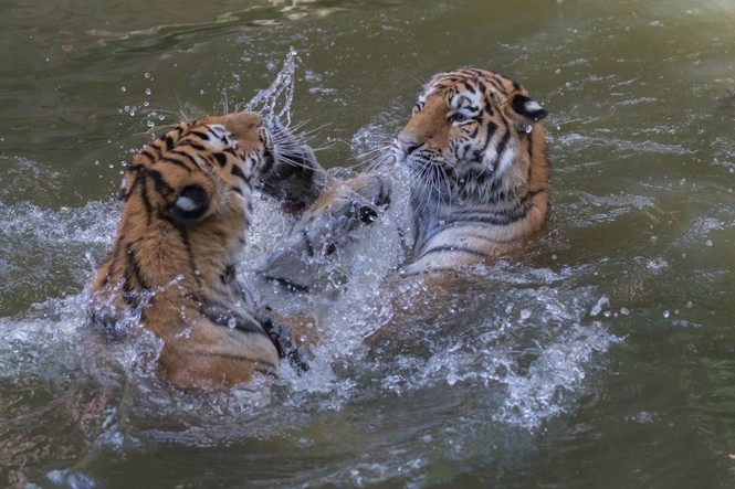 Mãn nhãn với “trận đấu boxing” giữa 2 chú hổ - ảnh 9