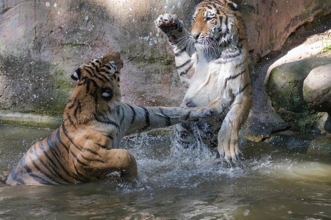Mãn nhãn với “trận đấu boxing” giữa 2 chú hổ - ảnh 1