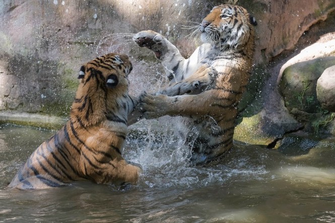 Mãn nhãn với “trận đấu boxing” giữa 2 chú hổ - ảnh 2