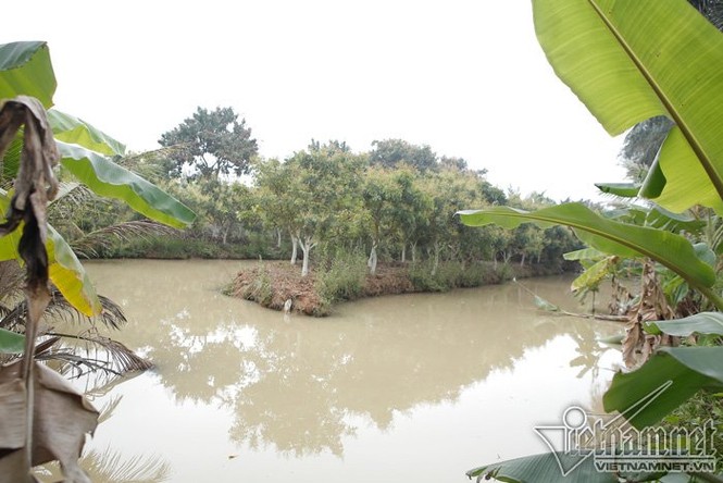Nhà vườn 10.000m2 đầy hoa thơm, trái ngọt của Giang 'còi' - ảnh 3