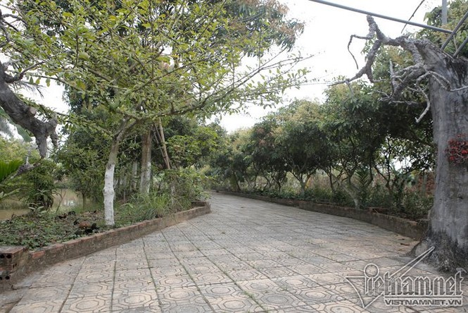 Nhà vườn 10.000m2 đầy hoa thơm, trái ngọt của Giang 'còi' - ảnh 4
