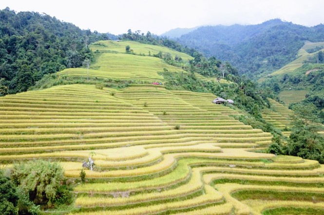 Mê mẩn ngắm ruộng bậc thang mùa lúa chín đẹp như tranh vẽ - ảnh 6
