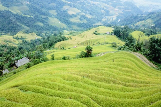Mê mẩn ngắm ruộng bậc thang mùa lúa chín đẹp như tranh vẽ - ảnh 5