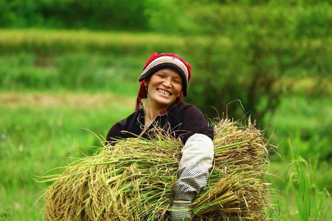 Mê mẩn ngắm ruộng bậc thang mùa lúa chín đẹp như tranh vẽ - ảnh 12