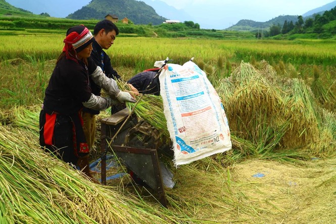 Mê mẩn ngắm ruộng bậc thang mùa lúa chín đẹp như tranh vẽ - ảnh 10