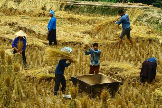 Mê mẩn ngắm ruộng bậc thang mùa lúa chín đẹp như tranh vẽ - ảnh 9
