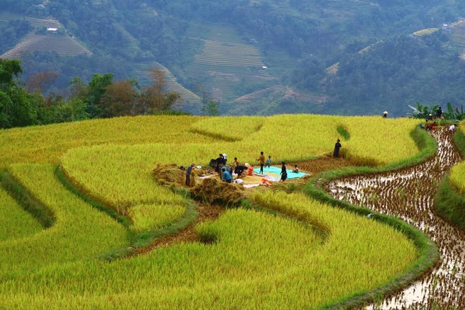 Mê mẩn ngắm ruộng bậc thang mùa lúa chín đẹp như tranh vẽ - ảnh 11