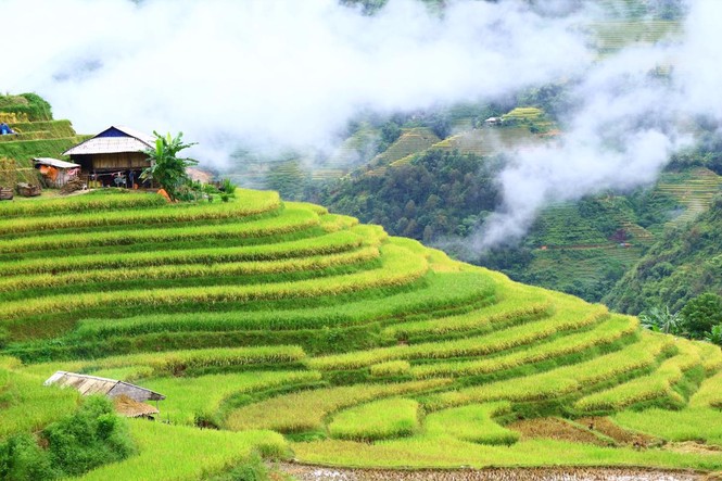 Mê mẩn ngắm ruộng bậc thang mùa lúa chín đẹp như tranh vẽ - ảnh 3