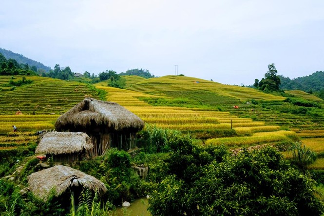 Mê mẩn ngắm ruộng bậc thang mùa lúa chín đẹp như tranh vẽ - ảnh 8