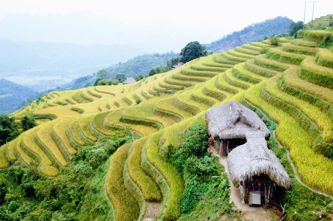 Mê mẩn ngắm ruộng bậc thang mùa lúa chín đẹp như tranh vẽ - ảnh 4