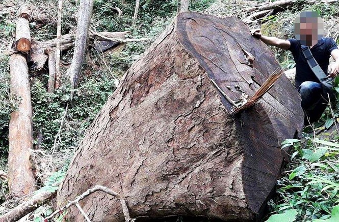 Gỗ lậu Gia Lai “nóng” sau lệnh đóng cửa rừng - ảnh 1