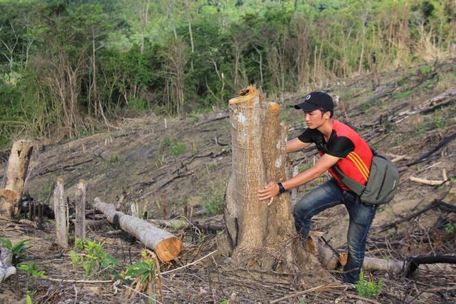 Thân gỗ một người ôm bị cắt hạ vẫn còn tươi