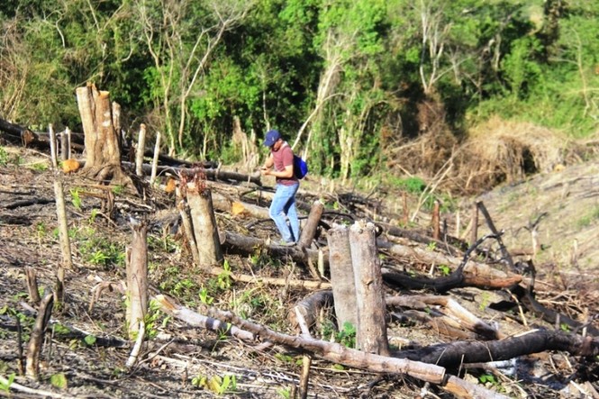 Vị trí rừng bị phá cách trụ sở UBND xã Lơ Ku khoảng 4km