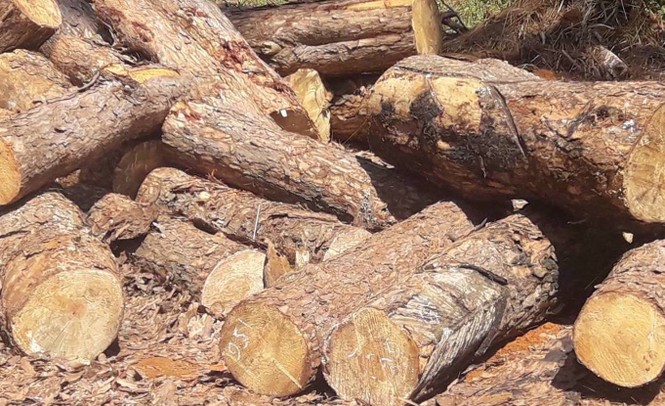Vụ chặt hạ gần 400 cây thông: Khởi tố một đối tượng chỉ đạo chặt thông - ảnh 1