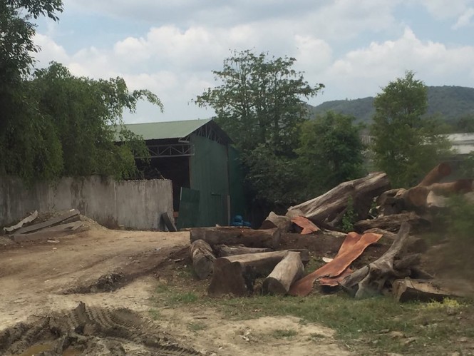 Vụ bắt giữ gỗ tại VQG Yok Đôn: Triệu tập “Phượng râu” và 4 đối tượng liên quan - ảnh 1