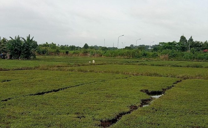 Chủ đầu tư “siêu dự án” hết xin, lại hứa, rồi bỏ hoang - ảnh 7
