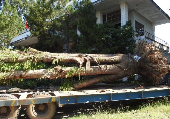 Vụ cây giáng hương hồ Dầu Tiếng bị “đào trộm”: Đã tìm thấy cây - ảnh 1