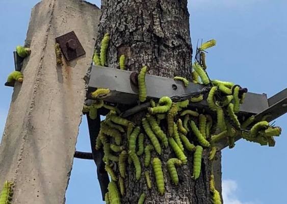 Hàng trăm cây xanh đô thị trụi lá vì sâu “lạ” tấn công - ảnh 1