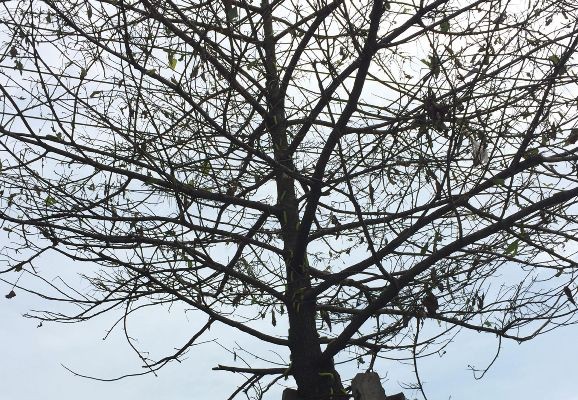 Hàng trăm cây xanh đô thị trụi lá vì sâu “lạ” tấn công - ảnh 2
