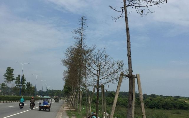 Hàng trăm cây xanh đô thị trụi lá vì sâu “lạ” tấn công - ảnh 3
