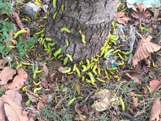 Hàng trăm cây xanh đô thị trụi lá vì sâu “lạ” tấn công - ảnh 4