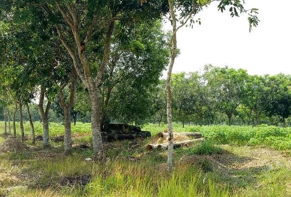Bình Dương phê duyệt đầu tư khu nhà ở “khủng” không nằm trong quy hoạch - ảnh 5