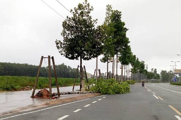 Bình Dương: Hàng chục cây xanh trên đường ngã đổ do mưa bão - ảnh 3