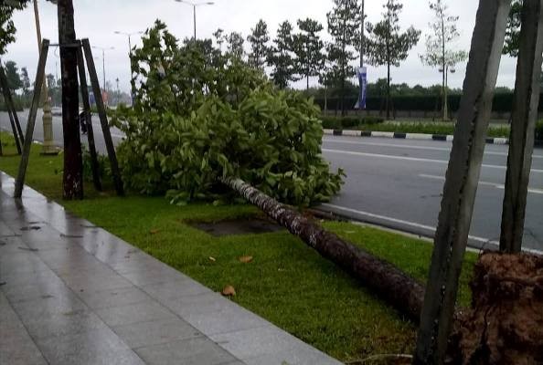 Bình Dương: Hàng chục cây xanh trên đường ngã đổ do mưa bão - ảnh 4