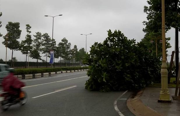 Bình Dương: Hàng chục cây xanh trên đường ngã đổ do mưa bão - ảnh 5