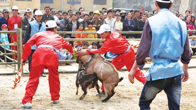 Độc đáo chọi dê Hoàng Su Phì - ảnh 5