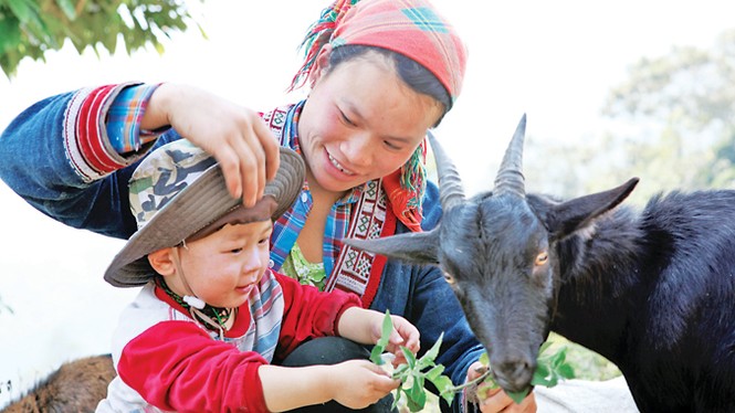 Độc đáo chọi dê Hoàng Su Phì - ảnh 2