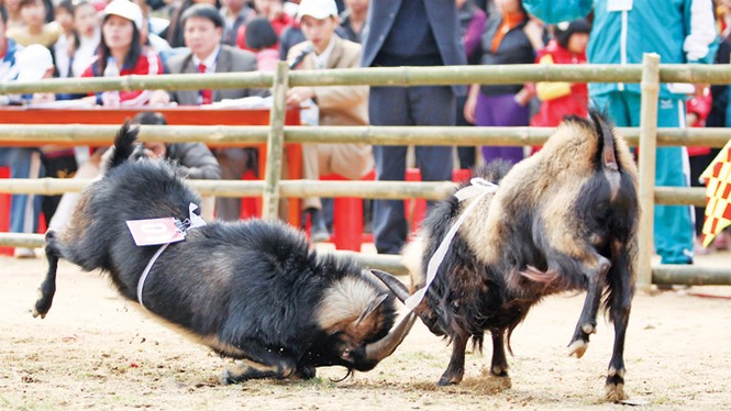 Độc đáo chọi dê Hoàng Su Phì - ảnh 3