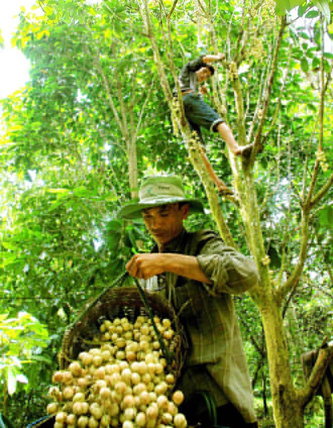 Phát triển đặc sản dâu Hạ Châu - ảnh 1