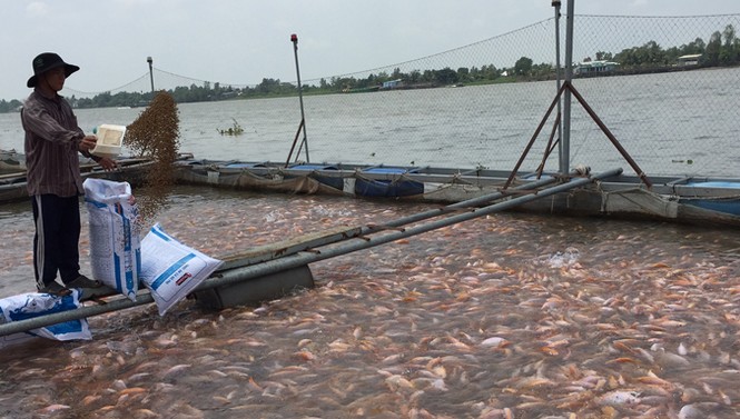 Dùng chất cấm trong thủy sản: Hám lợi trước mắt, trả giá dài lâu - ảnh 1