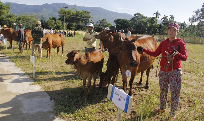 Thi 'quý bà' bò đẻ… - ảnh 2