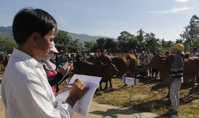 Thi 'quý bà' bò đẻ… - ảnh 1