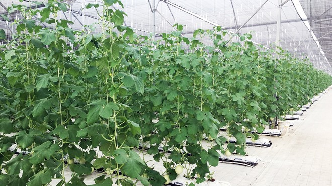 Vingroup ra mắt sản phẩm trái cây nhà kính đầu tiên - ảnh 1