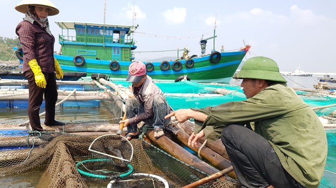 Cá chết bất thường tại biển Thanh Hóa: Có lặp lại kịch bản Formosa? - ảnh 2