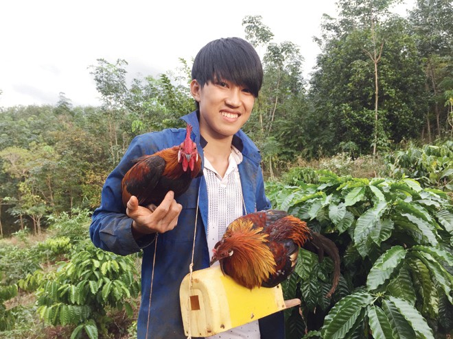 Gà rừng chết vì tiếng gáy - ảnh 2
