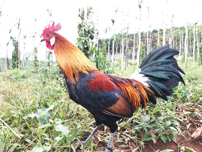 Gà rừng chết vì tiếng gáy - ảnh 3