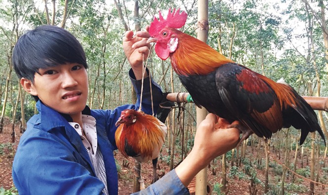 Gà rừng chết vì tiếng gáy - ảnh 1