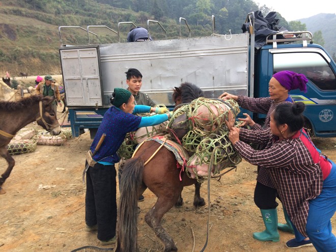 Tôi đi làm... lái lợn vùng biên - ảnh 2