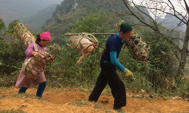 Tôi đi làm... lái lợn vùng biên - ảnh 1