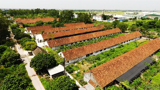 Lợn rừng hữu cơ vững vàng trong cơn “bão giá” - ảnh 1