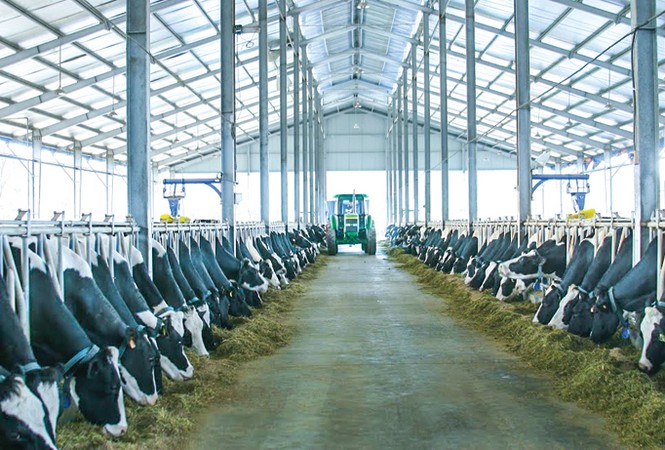 Mochaumilk giúp nông dân làm giàu, làm “đầu kéo” Tây Bắc - ảnh 2