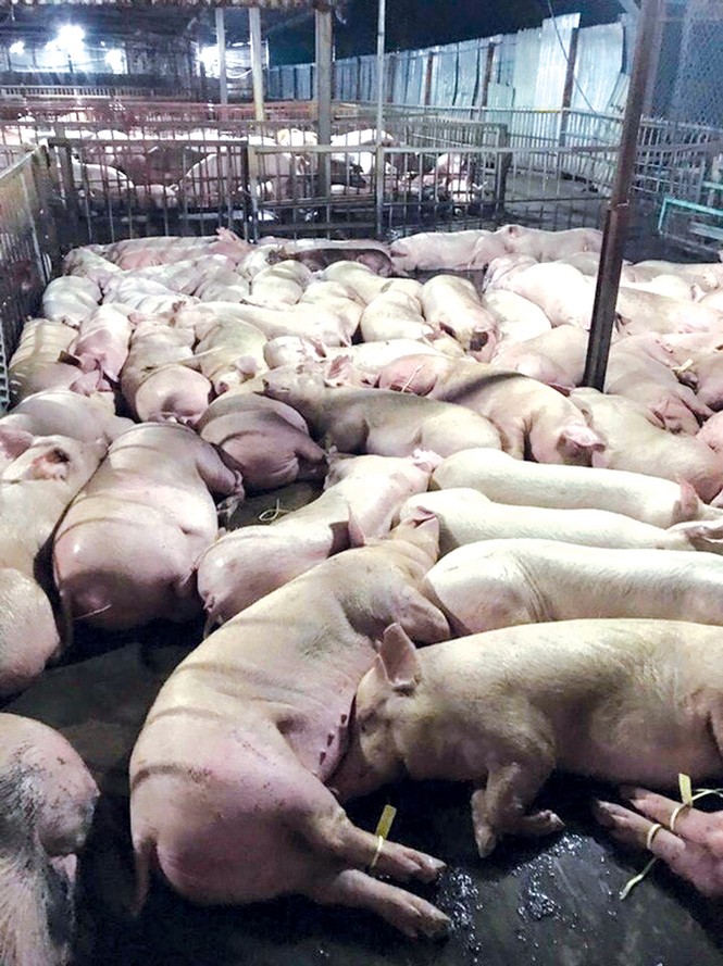 Bí thư TPHCM: Xử nghiêm cán bộ vụ lợn tiêm thuốc an thần - ảnh 1