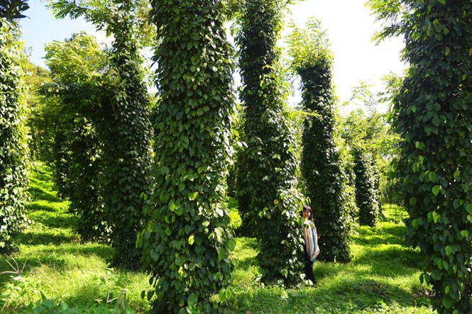 Lại kể chuyện nông nghiệp hữu cơ - ảnh 1