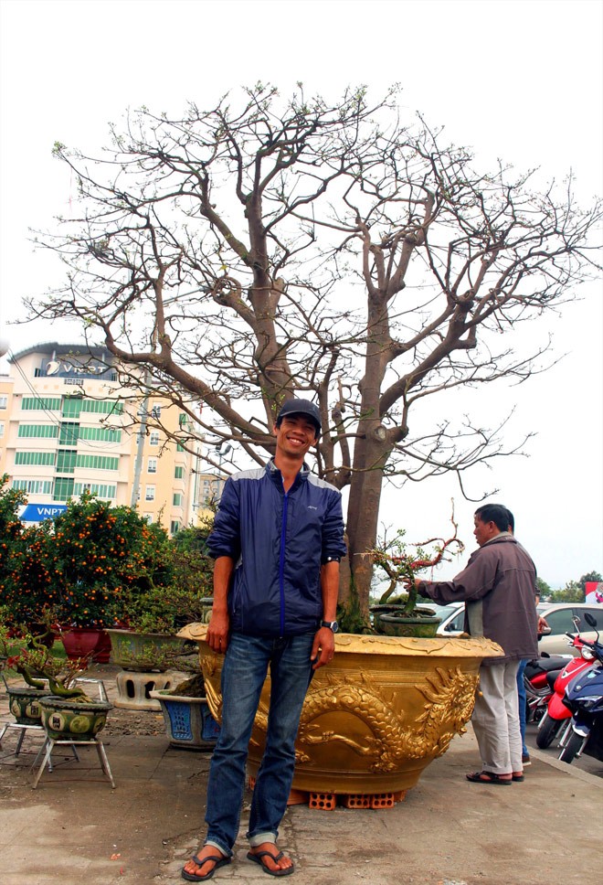 Nghe chủ nhân 'cụ mai' 3 tỷ đồng kể chuyện - ảnh 1