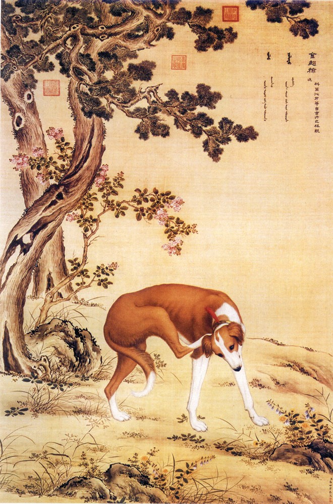 Ðàn chó săn của hoàng đế - ảnh 3